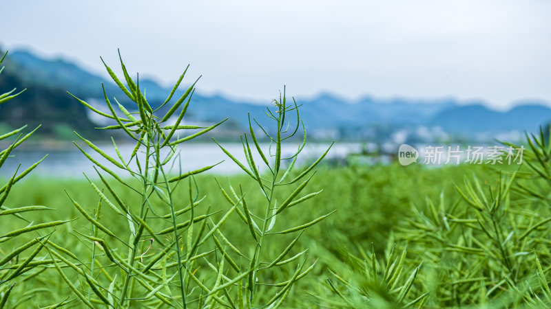 安徽新安江十里画廊风景