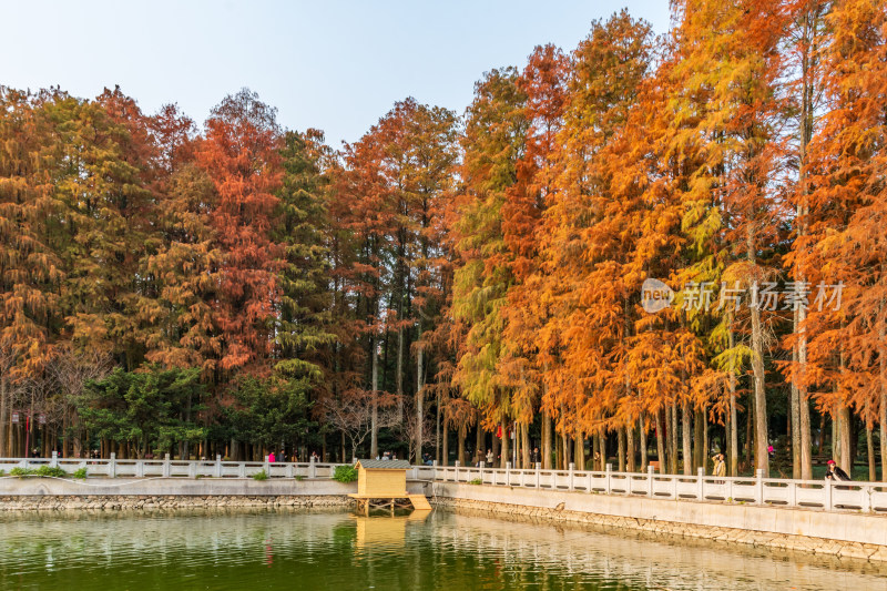 福州森林公园池杉