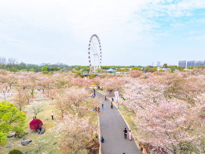 航拍上海宝山顾村公园樱花季樱花