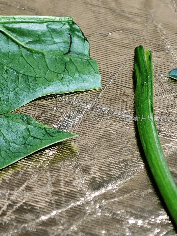 绿色植物叶片与茎秆特写