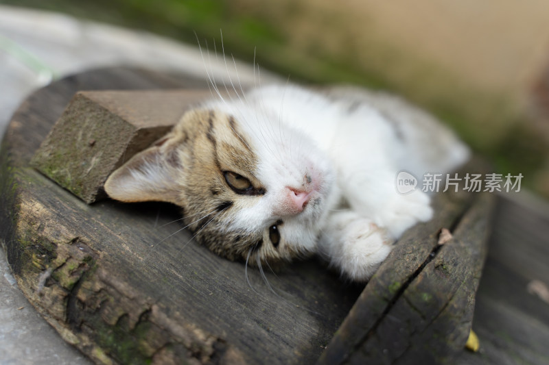 猫躺在井盖上特写农村院子