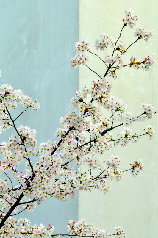 背景墙上的樱花