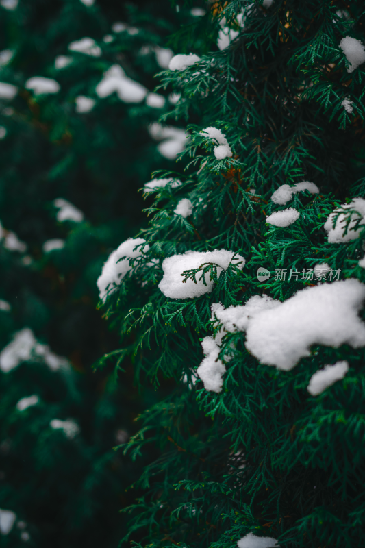 带着积雪的松柏