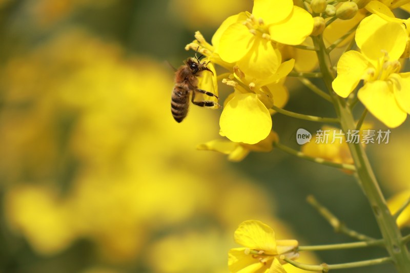 油菜花田，风光实拍，原照