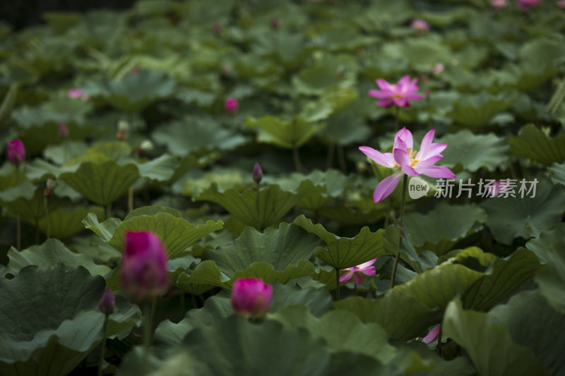 夏季公园荷塘荷叶丛中荷花特写