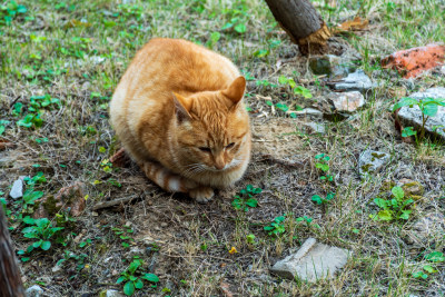 橘色猫咪蹲在草地中的可爱模样