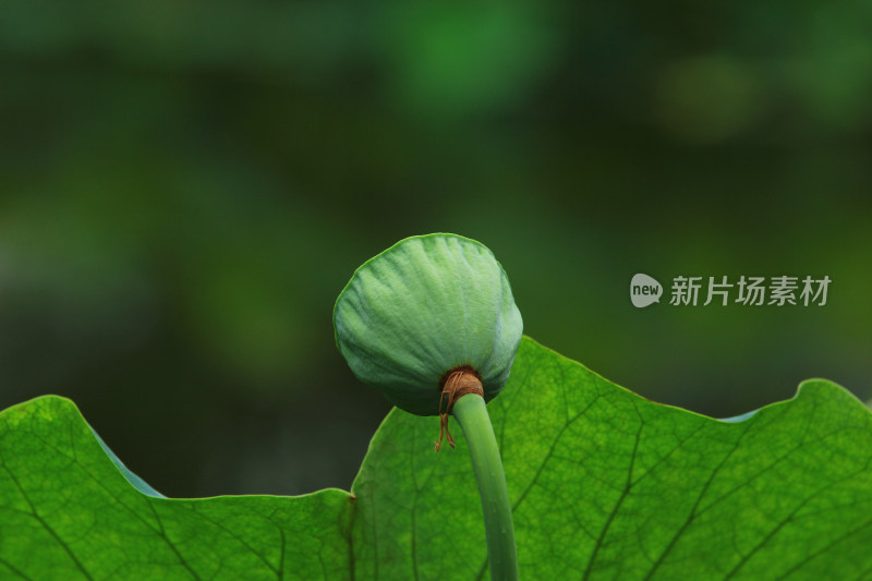 夏日荷塘绿色的荷叶和即将成熟的莲蓬