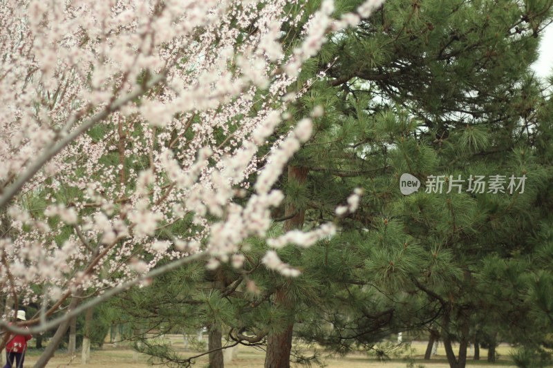 公园盛开的粉色花树与松树