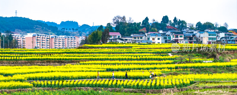 美丽乡村乡村振兴春天油菜花