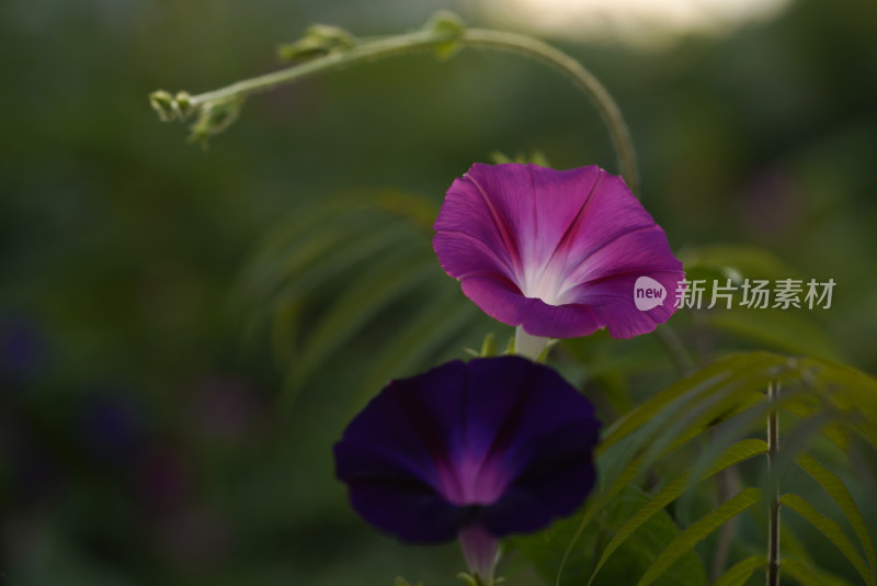 牵牛花特写全景合集