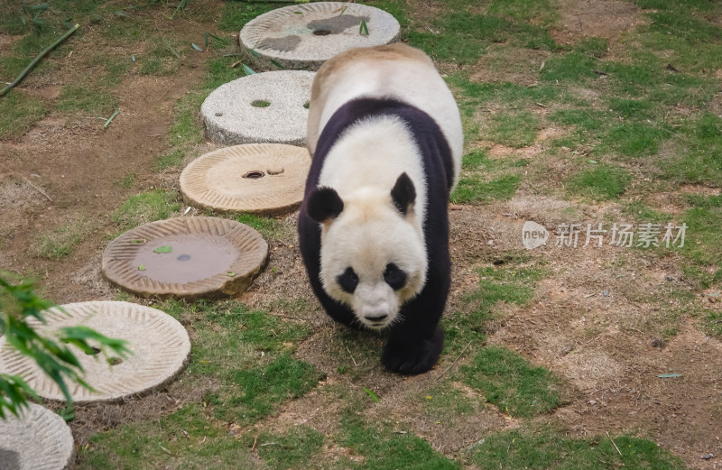 爬行的大熊猫