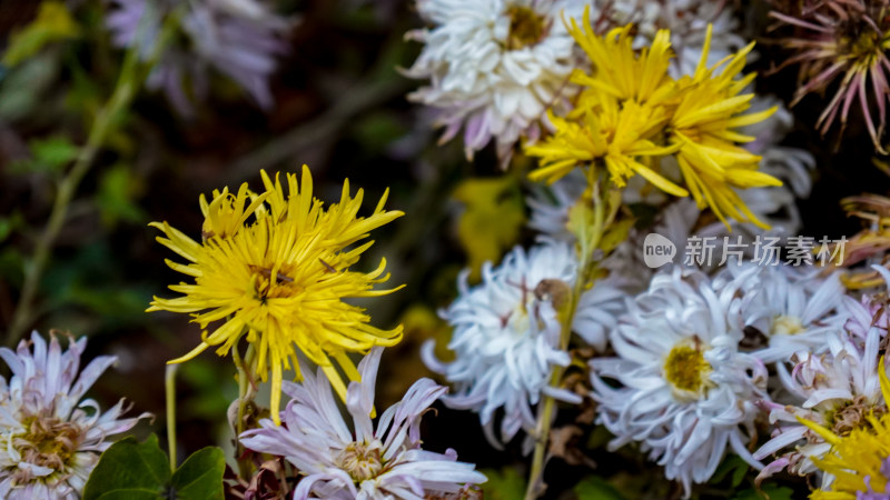 鲜花花朵菊花摄影图