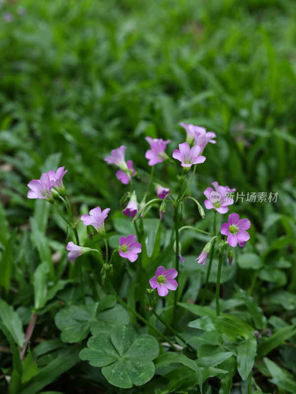 春天绿色的草地和盛开的紫色鲜花的风景