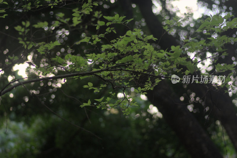 枝叶繁茂的绿树景象