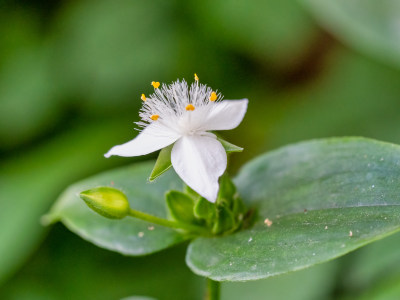 白花紫露草的花朵特写