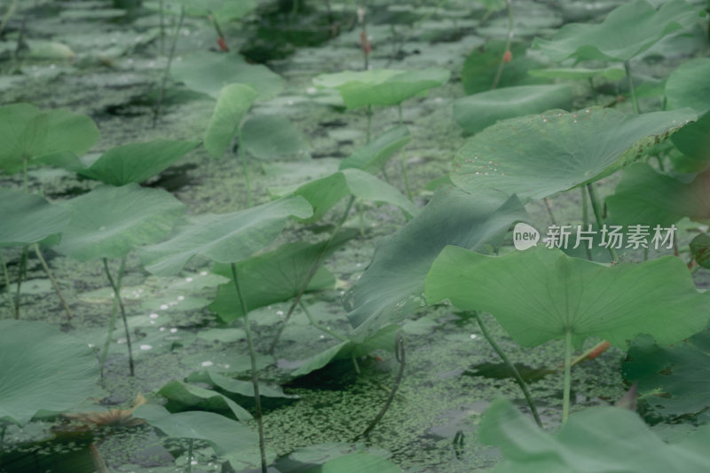 夏季朦胧感的荷塘