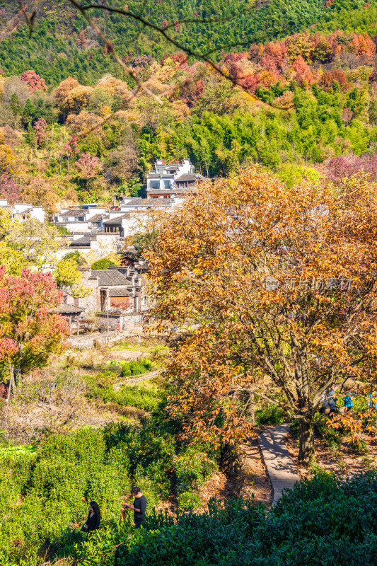 皖南秋色塔川国家森林公园