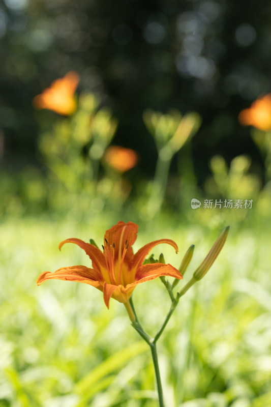 黄花菜 黄花