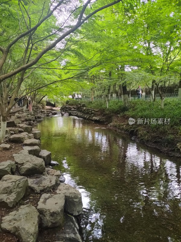 溪边绿树成荫的自然景致