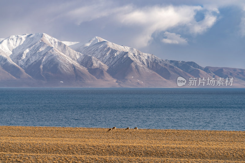 西藏阿里地区当若雍措雪山湖泊的壮阔景色