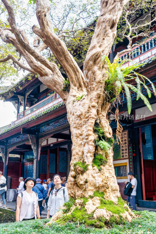 四川都江堰景区旅游综合场景