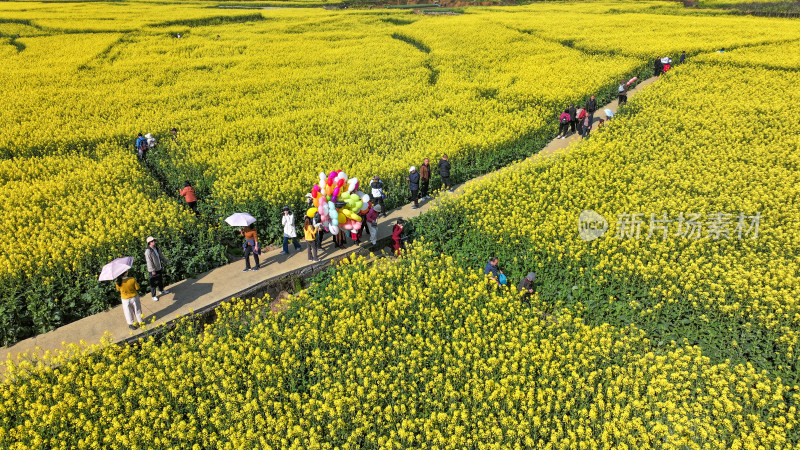 金色田园风光  油菜花海与村落