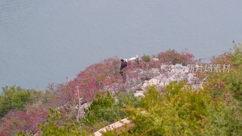 长江三峡巫峡红叶