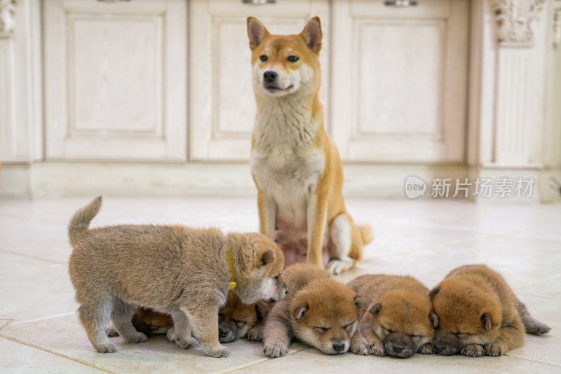 狗妈妈陪伴在孩子们身边