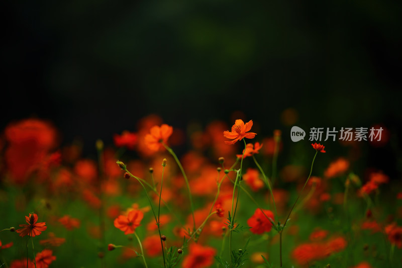 唯美的格桑花意境花朵