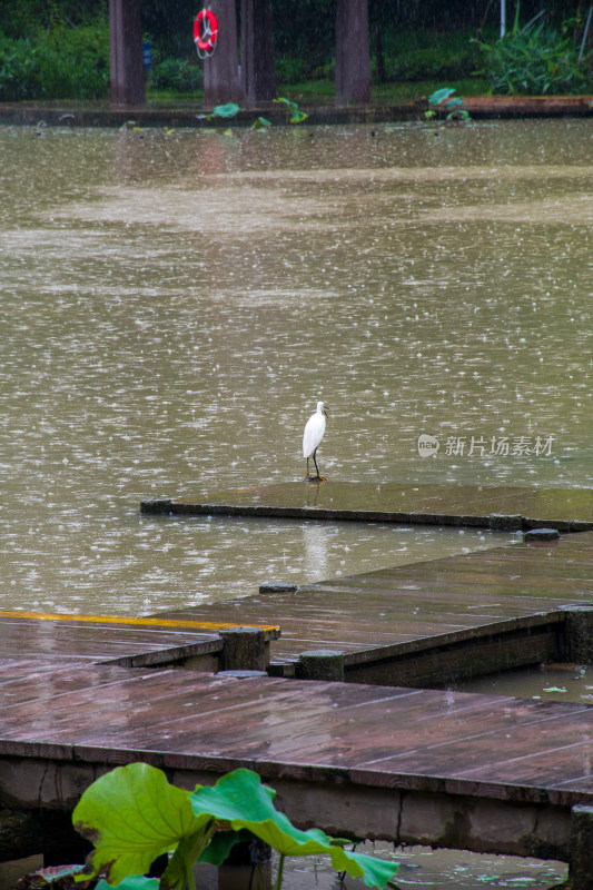 雨中木板栈道上的一只白鹭