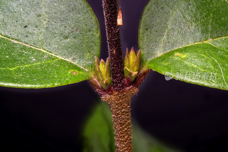 植物枝干上的嫩叶与新芽特写