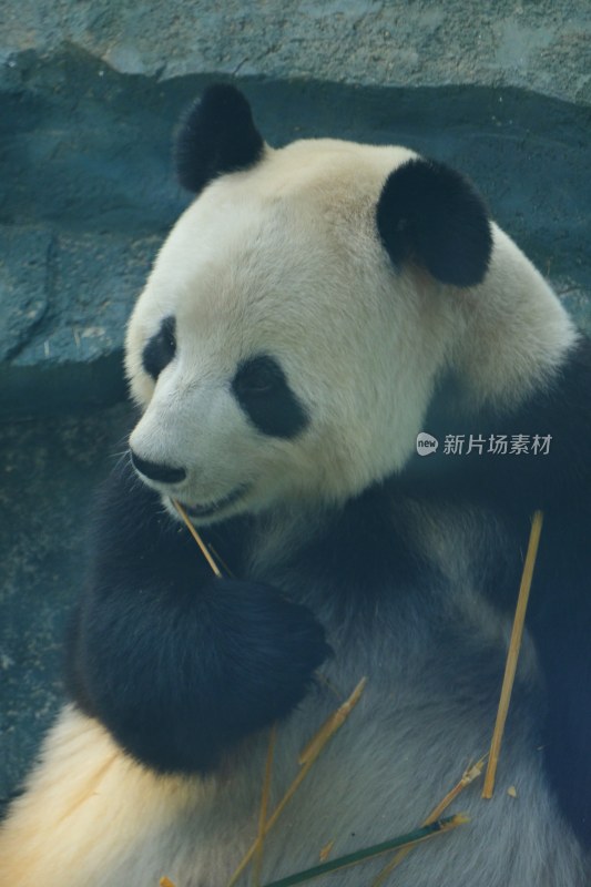 大连动物园 大熊猫飞云