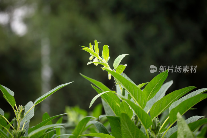 开着小花的芝麻