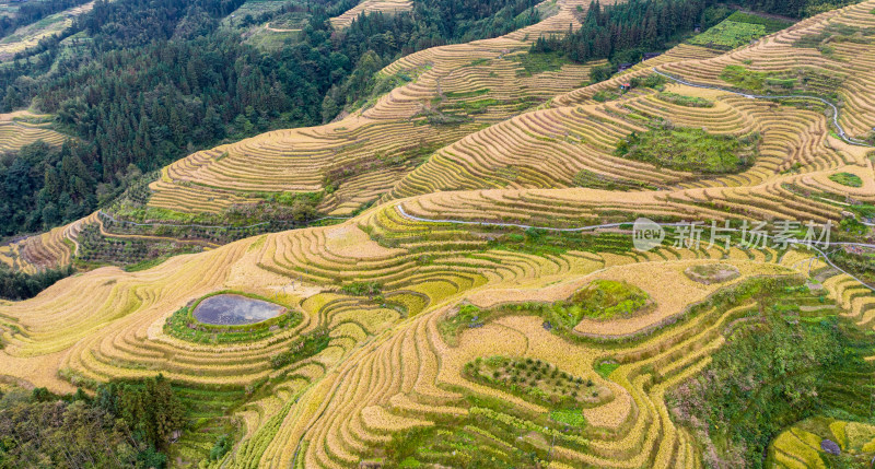 广西桂林龙脊梯田秋收稻田航拍风景