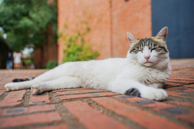 猫躺在街道上休息