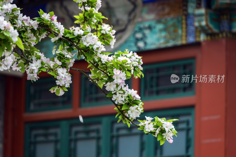 春天早晨海棠花与古建筑屋檐