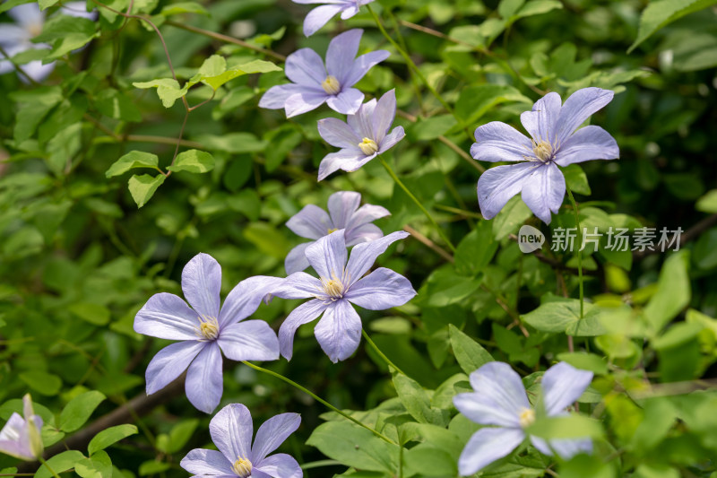 春天的野生铁线莲开花