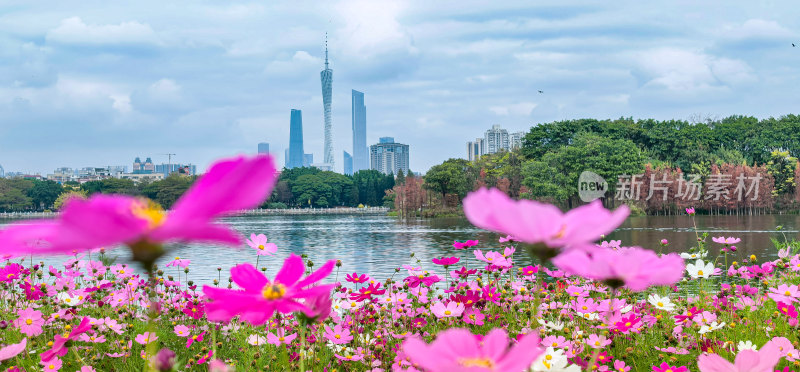 广州市海珠湖公园内盛开的格桑花