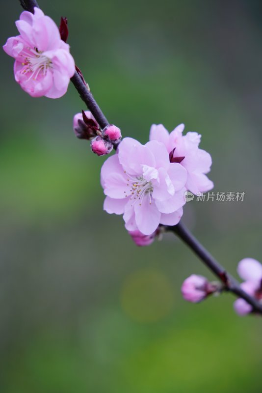 桃花樱花油菜花