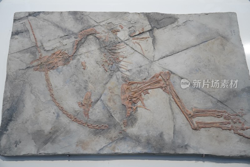 白垩纪原始中华龙鸟化石标本