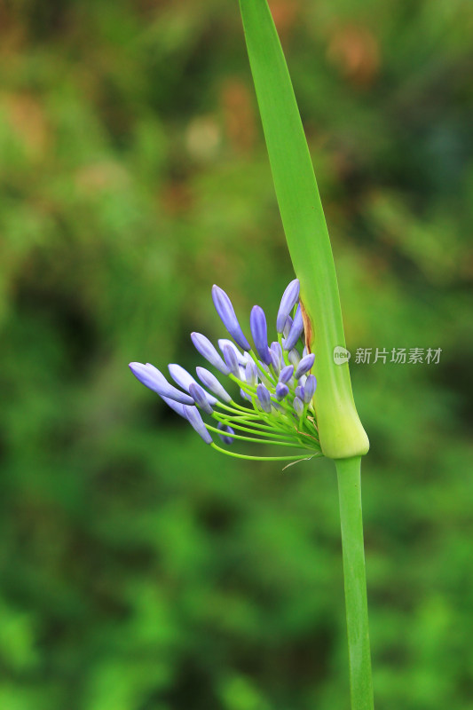 夏天盛开的欧石竹花