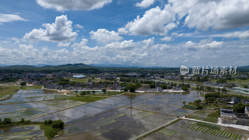 水稻田，农田，正在种植的水稻