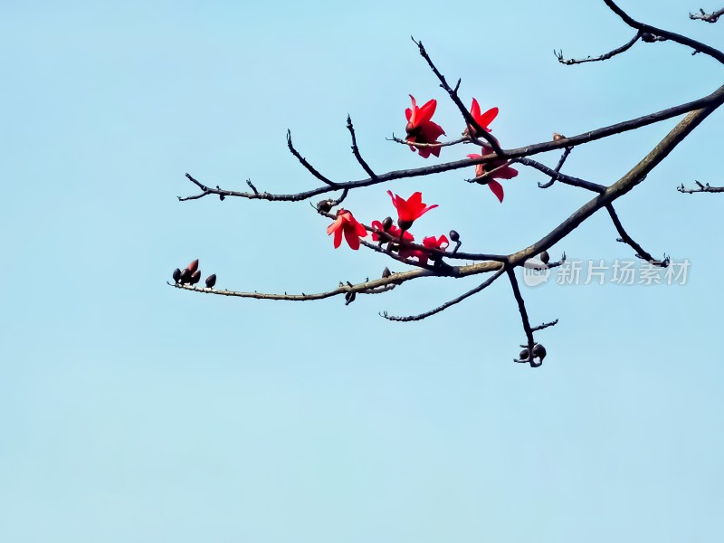红色木棉花实拍