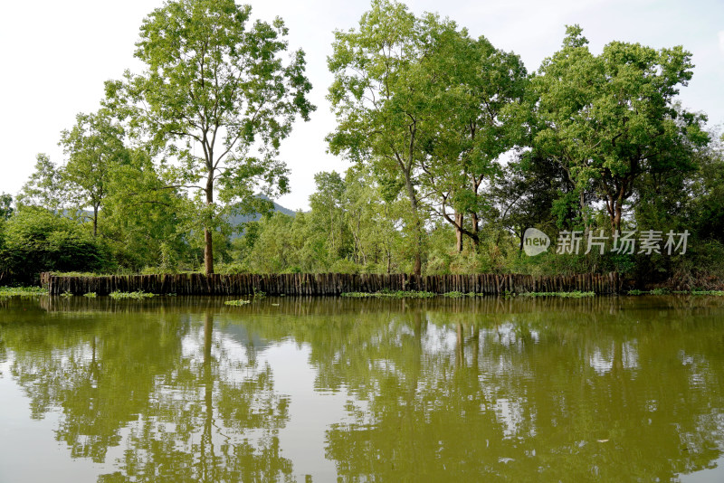 桂林会仙湿地景观