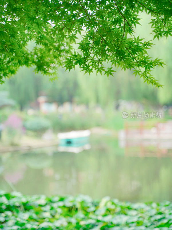 夏天小清新湖边风景壁纸