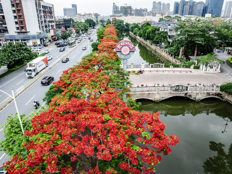 中国佛山市顺德区新桂南路凤凰花