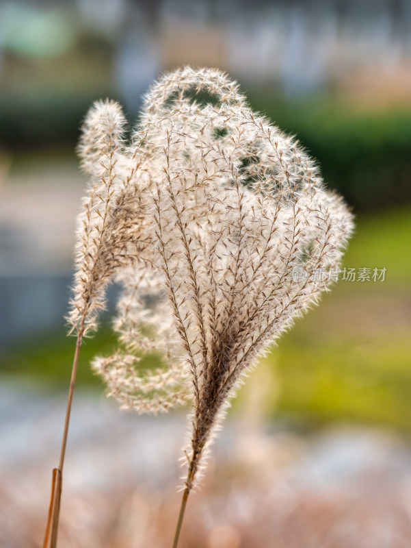 秋冬季节的芦苇特写