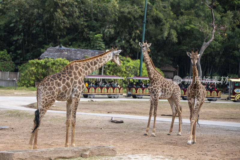 广州长隆野生动物园里的长颈鹿