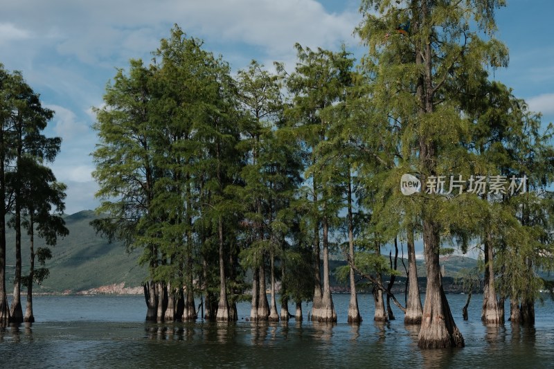 水中生长的两棵树木风景