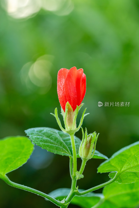 上海辰山植物园悬铃花微距特写